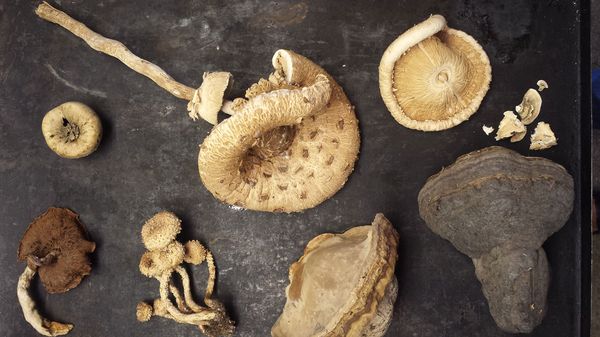 Mushroom story