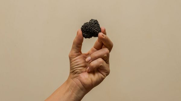 Scorzone or summer truffles