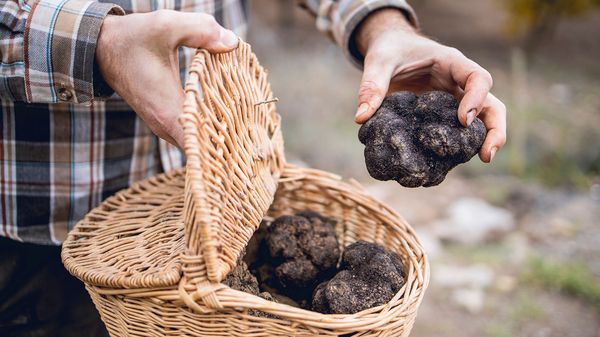 Black winter truffles