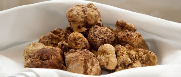 Truffles – the most valued varieties and how to store them