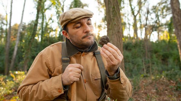 D'où viennent les truffes et pourquoi sont-elles tant prisées ?