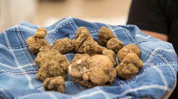 White Alba truffles
