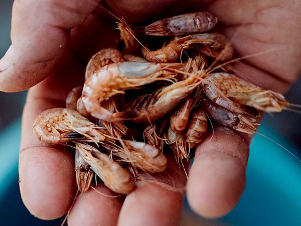 Shrimps in a fishers hand