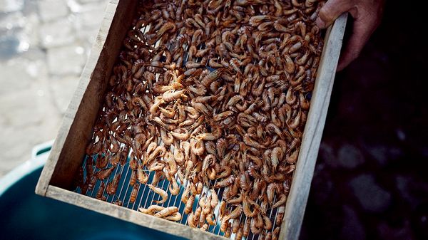 Shrimps being pulled from ocean in tray