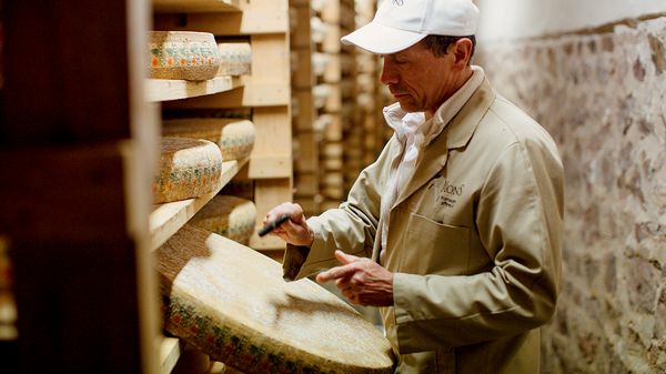 Man testing ripeness of French cheese 