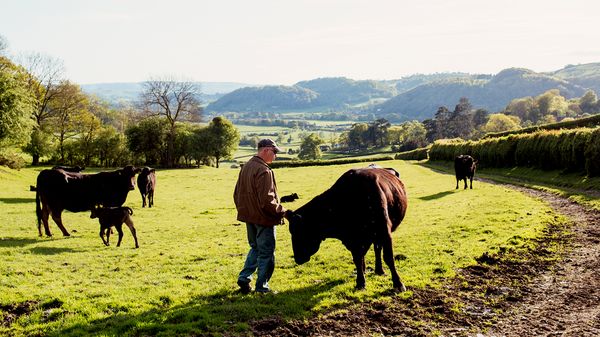 Waygu cattle grazing in the countryside