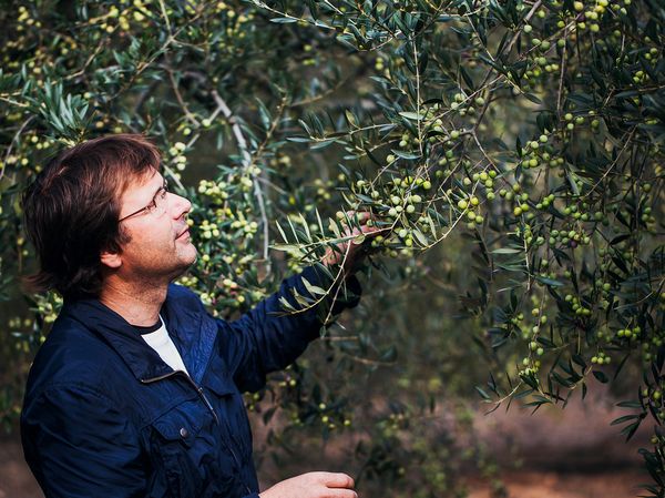 Josep-Maria smiles holding an olive tree branch