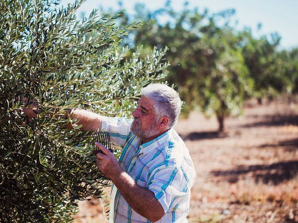 Man hand picking olives from olive tree