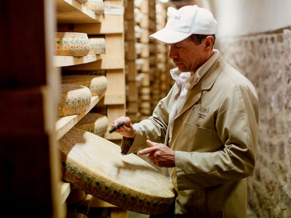 Man testing cheese in cellar for ripeness