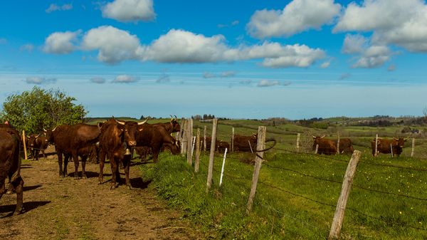 Cattle in french field