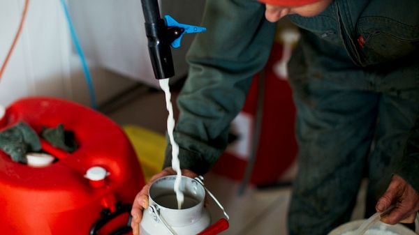 Milk being poured into metal jug