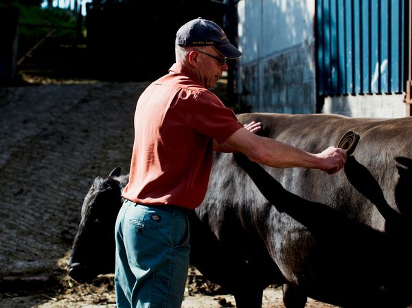 Man stroking Wagyu Cow