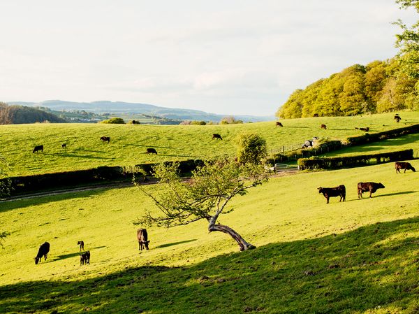 Wagyu Cattle in Welsh field