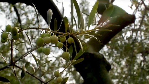 Olive tree branches