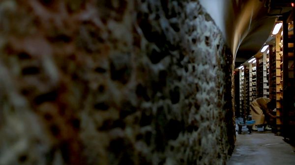 Cheese being aged in cellar