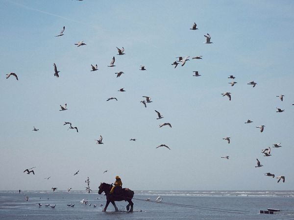 Man on a Brabant Horse walking along the beach in Belgium