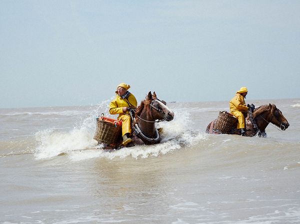 People on Brabant Horses shrimp fishing in Belgium