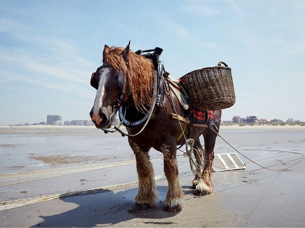 Brabant horse stood on beach in Belgium