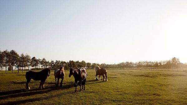 Brabant Horses in field