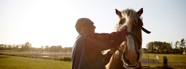 Man stroking Brabant horse