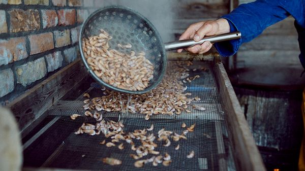 Man pouring shrimps out on to a metal rack