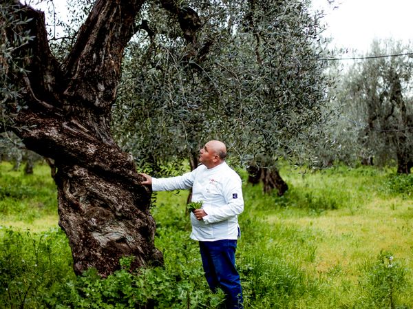 The Stadium of Olives