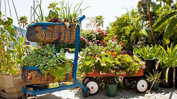 Gangsta's Paradise: Auf dem Parkplatz Gemüse anbauen