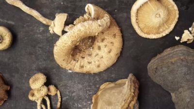 Mushrooms - Are They Art or Can You Eat Them?