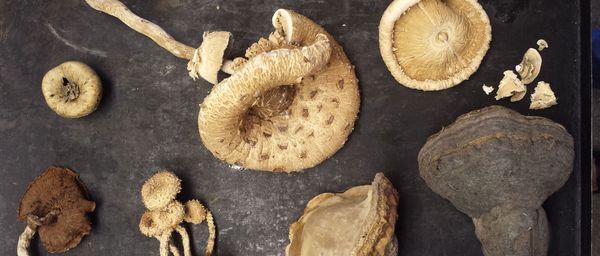 Story: Pilze – Kunst oder Nahrungsmittel?