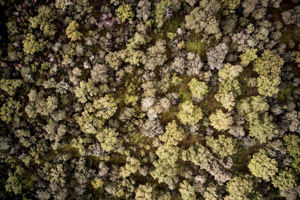 Visuale dall’alto di un bosco pieno di alberi
