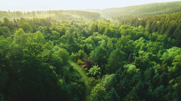 Panoramica di un paesaggio ricco di alberi