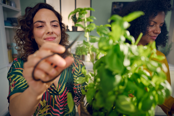 Donna con forbici mentre taglia foglie di basilico