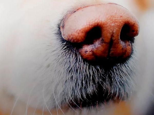 The nose of a truffle dog, shooted from very close.