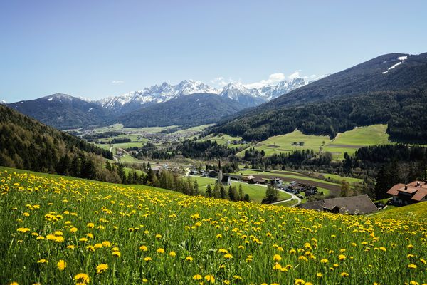 Immagine di un prato pieno di fiori in montagna