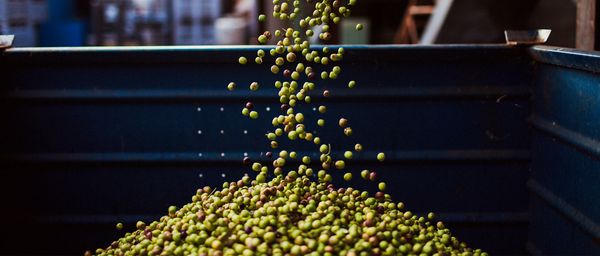 Olive: l'oro verde della natura