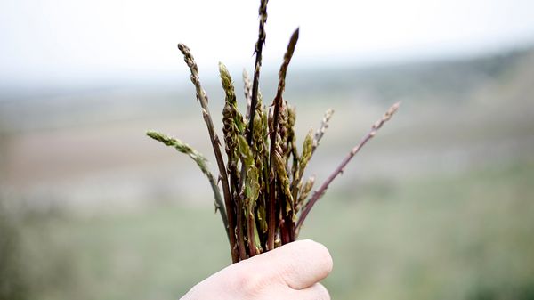 Person holding asparagus