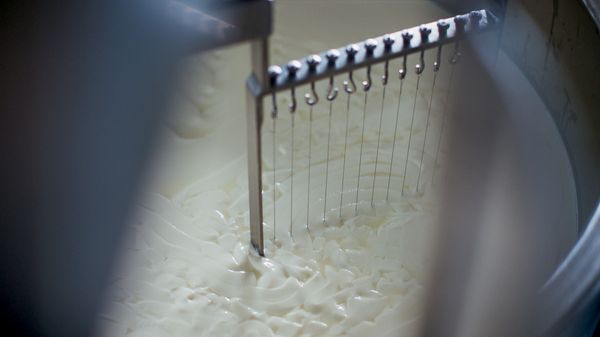 Milk being stirred with equipment