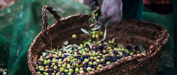Leidenschaft für Oliven: Der Öl-Verbesserer