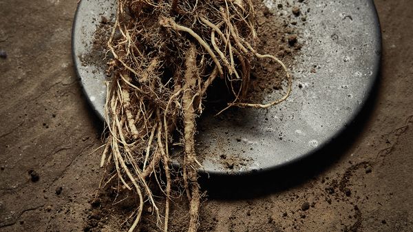 С торовете растенията губят способността да растат сами