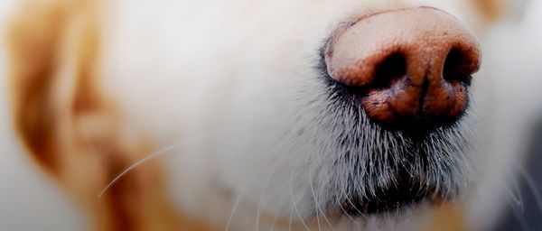 Trüffelhunde: Woopee und der Duft von Trüffeln
