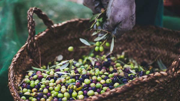 Leidenschaft für Oliven